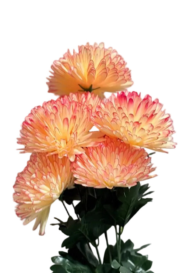 Flower for Boquet